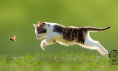 开云足球直播-奇迹的终章，阿圭罗爆发与西班牙绝杀，一场定义时代的足球史诗